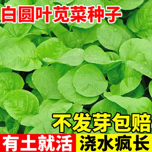 白圆叶苋菜种子圆叶红笕菜四季 高产苋菜种籽阳台庭院野菜青菜种孑