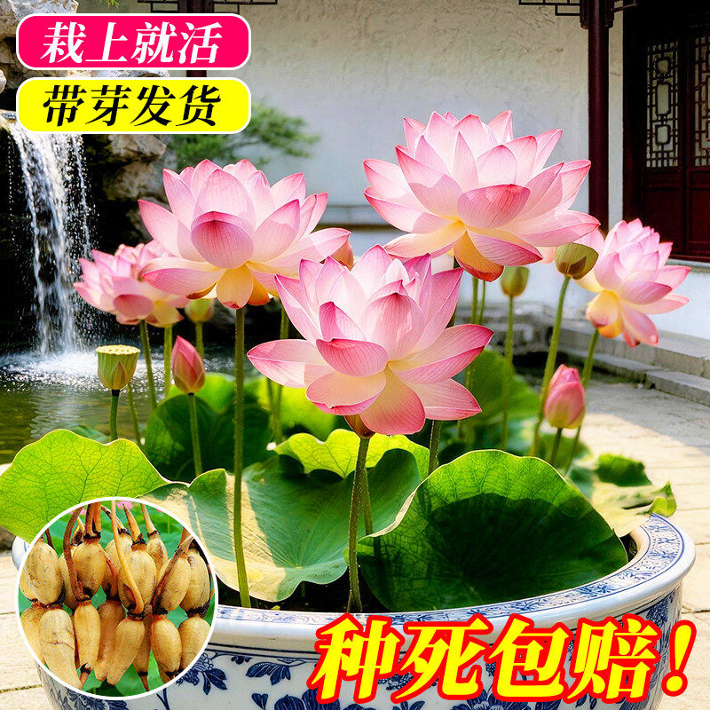 荷花种子藕种藕苗庭院大型观赏盆栽水养水培植物碗莲莲花池塘好养