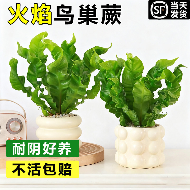 鸟巢蕨水培植物适合懒人养的植物净化空气好养活室内盆栽桌面绿植
