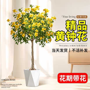 黄钟花盆栽植物大型绿植庭院阳台绿化景观橙钟花丛生绿植四季花卉