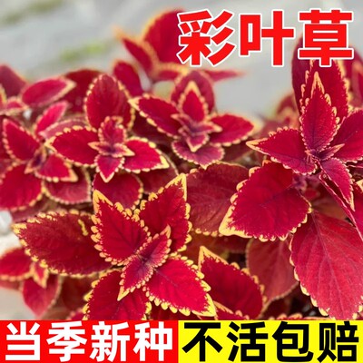 彩叶草花种子四季种植观叶耐寒
