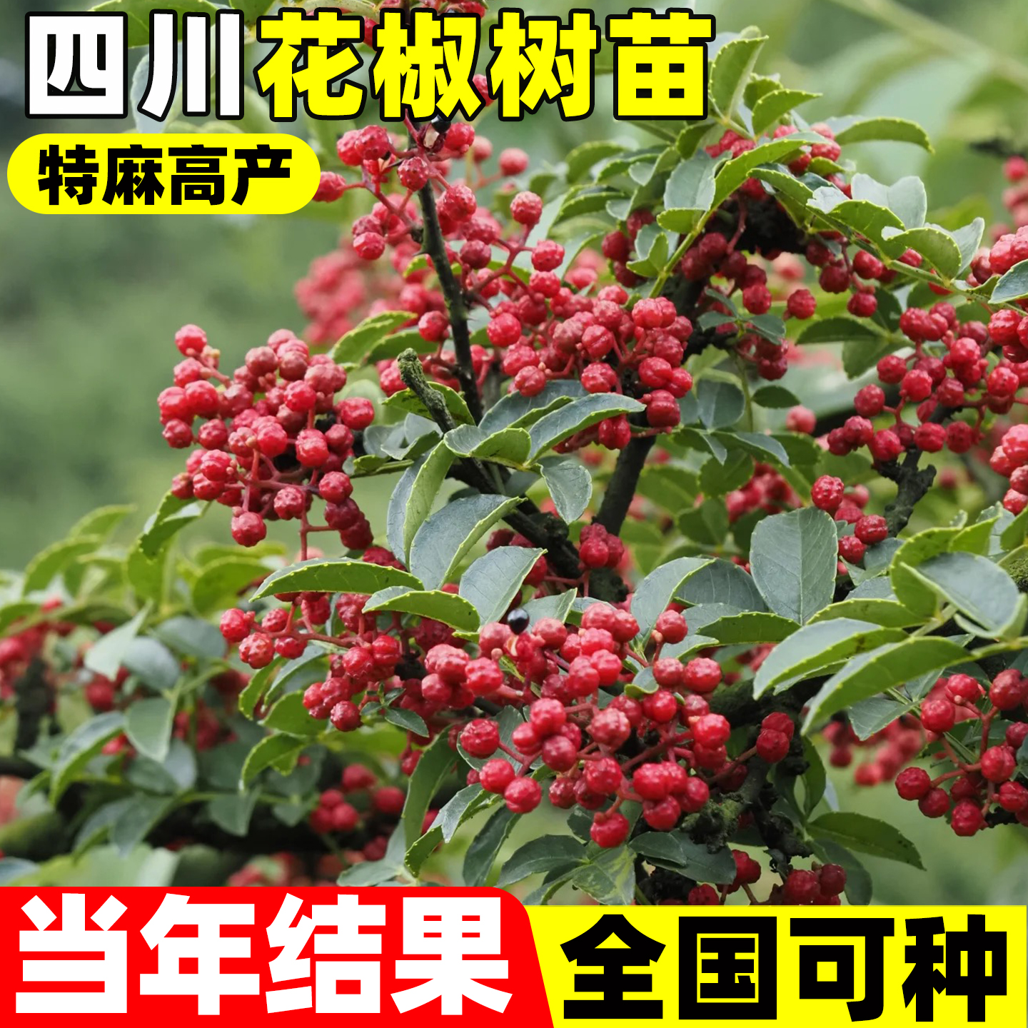 花椒苗树大红袍带土树