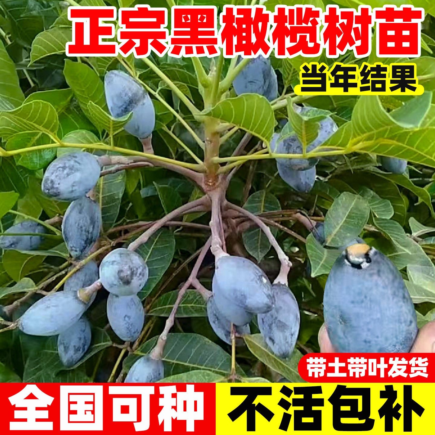 黑橄榄树果苗盆栽大型乌橄榄嫁接图片