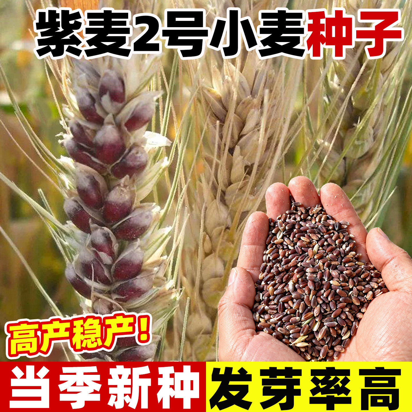 山农紫麦2号黑小麦种子正品冬小