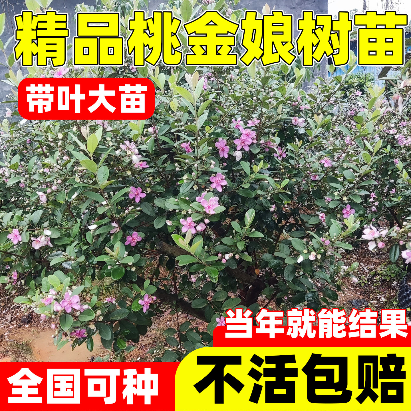 桃金娘苗果树山捻子树果苗捻子果苗山捻子苗乌稔苗果苗盆栽念子苗