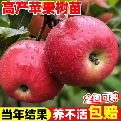 苹果树果苗盆栽户外阳台庭院地栽