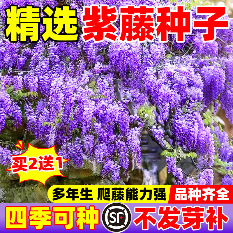 紫藤种子爬藤植物花种孑矮紫藤种籽四季可播重瓣紫藤花苗花卉种子