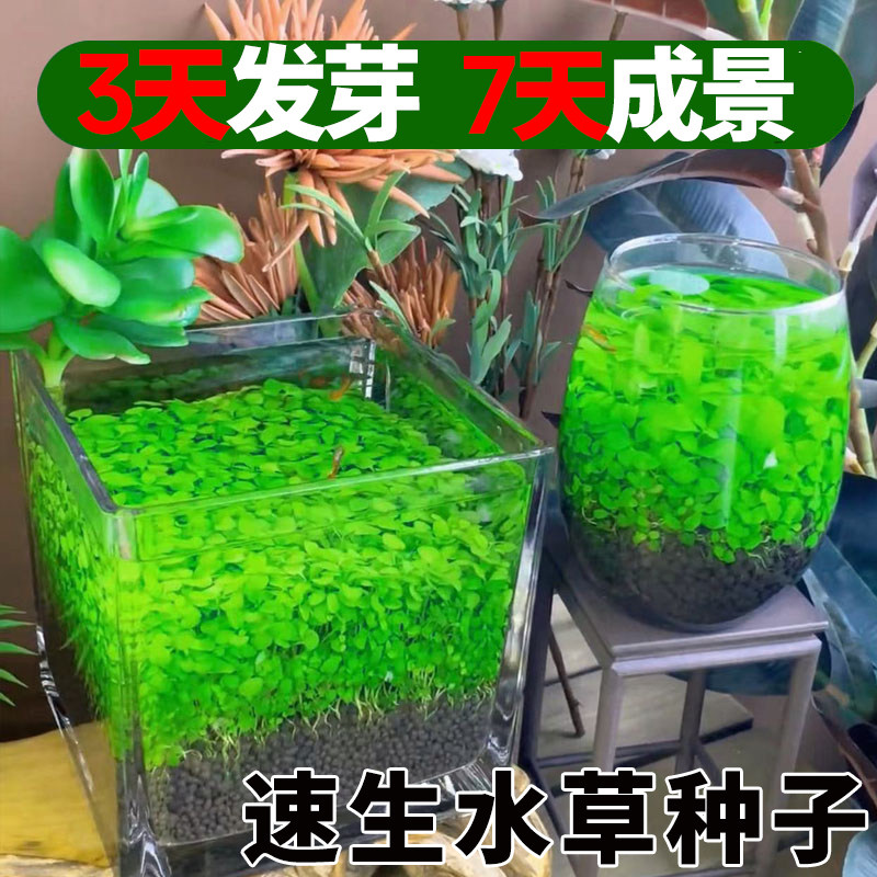 水草种籽四季造景鱼缸生态家用创意鱼缸小型水草泥玻璃瓶水培植物