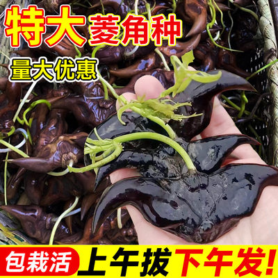 菱角苗种子新鲜生江苏南湖鱼池水