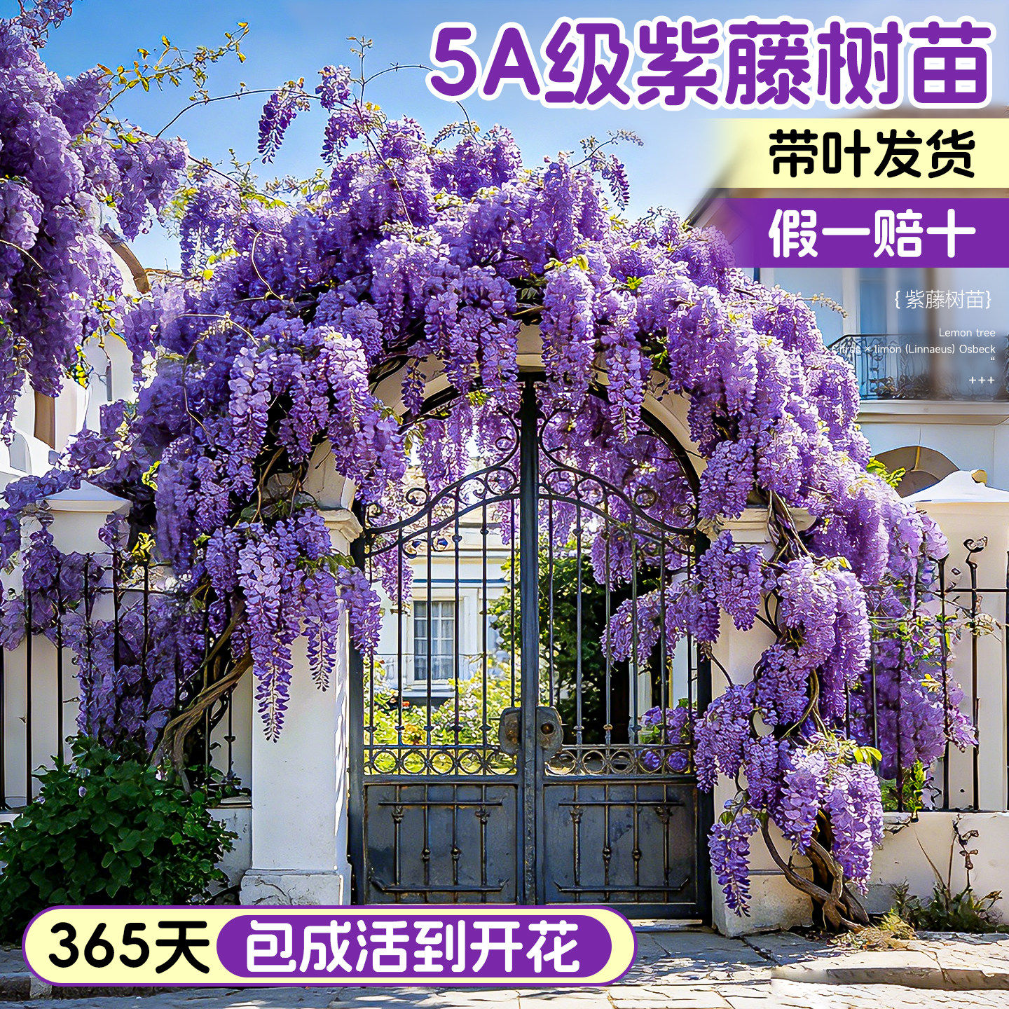 紫藤花树苗爬藤植物老桩紫藤