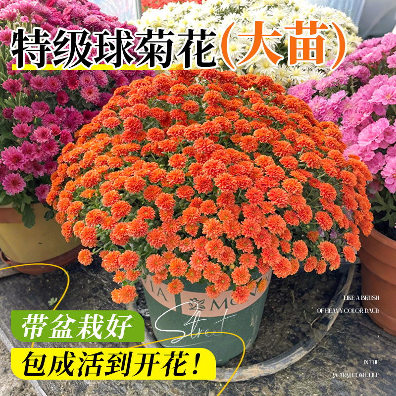 菊花盆栽球菊千头菊带花苞四