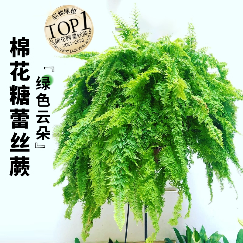 棉花糖蕨铁线蕨霸王蕨类吊挂植物