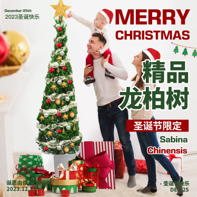 圣诞树真树盆栽室内绿植物大型松