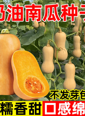 奶油南瓜种籽阿根廷贝贝南瓜种孑