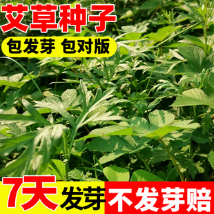 艾草种子食用药用驱蚊草艾叶种籽野生大小叶艾蒿青蒿种植四季驱蚊
