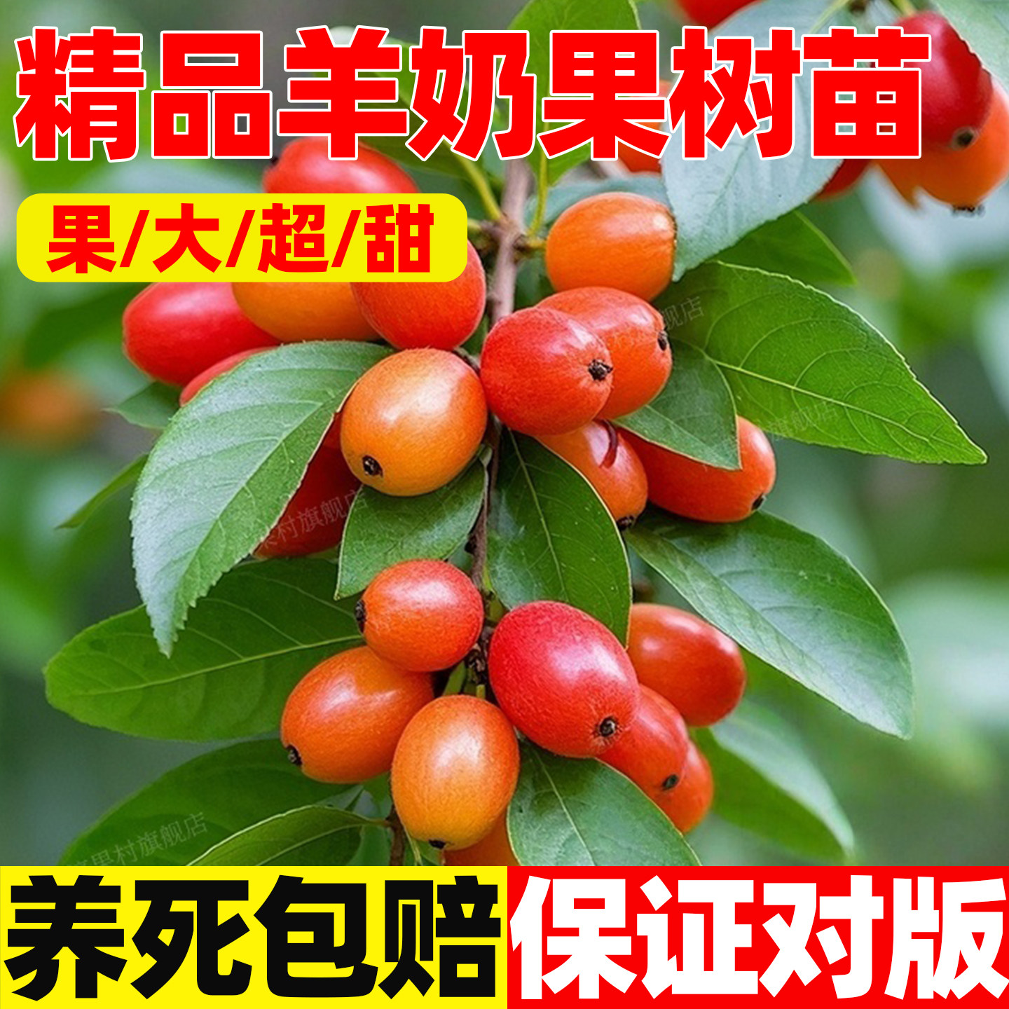 羊奶果树苗德甜二号嫁接当年结果图片