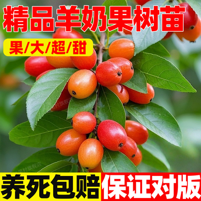 羊奶果树苗德甜二号嫁接当年结果
