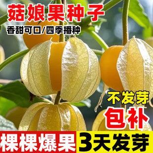 东北黄姑娘果种子真甜大灯笼果种籽春秋四季菇娘盆栽蔬菜水果种孑