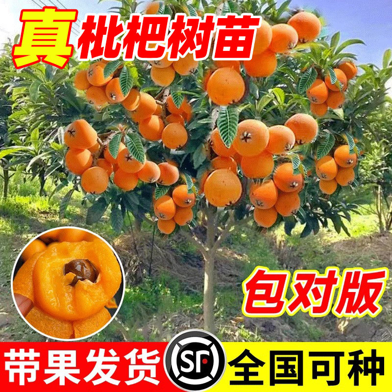 枇杷果苗无核砂糖树嫁接盆