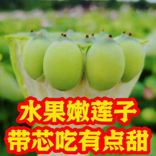 2026新鲜莲蓬现摘生吃孕妇水果