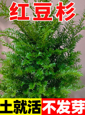 沙藏2年正宗中国红豆杉种