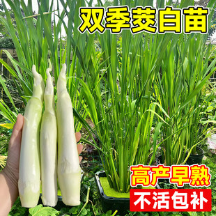 茭白苗种双季单季秧苗四季高产早熟野交白种苗室外绿植蔬菜种子苗