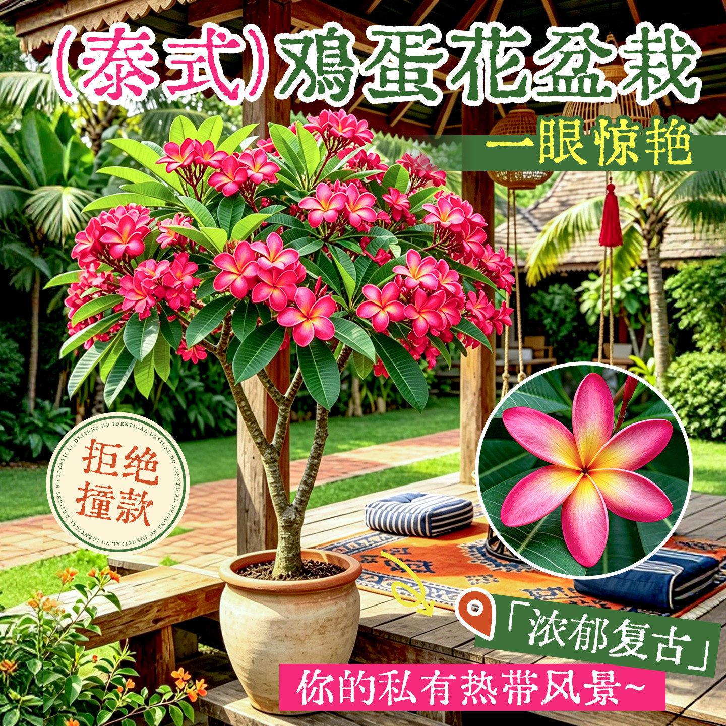 鸡蛋花盆栽阳台庭院老桩大苗浓香