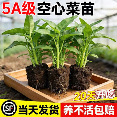 三叉空心菜苗好养高产带根带土