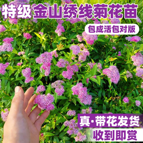 金叶绣线金山绣线菊盆栽大苗多年