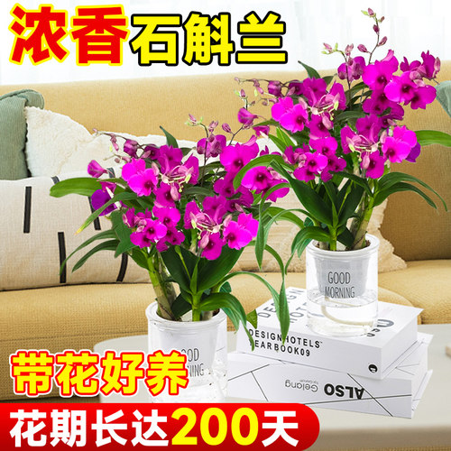 香水石斛兰盆栽带花懒人盆水培好