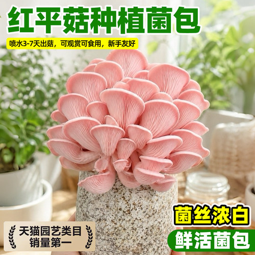 红平菇蘑菇种植包菌种菌包家种菌