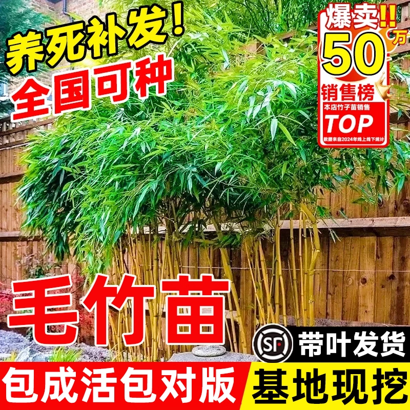 竹子苗庭院四季常青北方耐寒实心