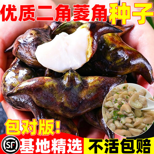 二角菱角种子四季播种耐热耐晒