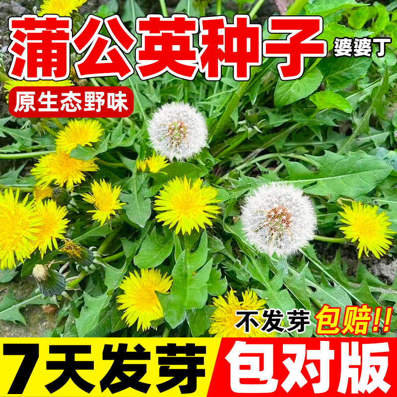 蒲公英种子四季播种野菜种孑野生婆婆丁食用种籽易活阳台种植盆栽 鲜花速递/花卉仿真/绿植园艺 家庭园艺种子 原图主图