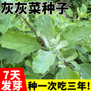 养生菜种孑老品种野菜种孑灰灰菜种子四季播蔬菜种籽阳台盆栽庭院
