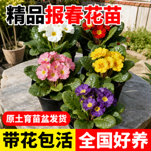 报春花重瓣玫瑰报春花盆栽带花小苗室内外庭院花园多年生耐寒植物