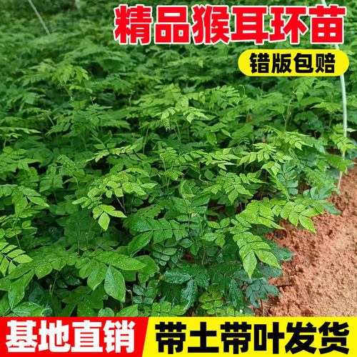 猴耳环药材苗广西围涎树三角