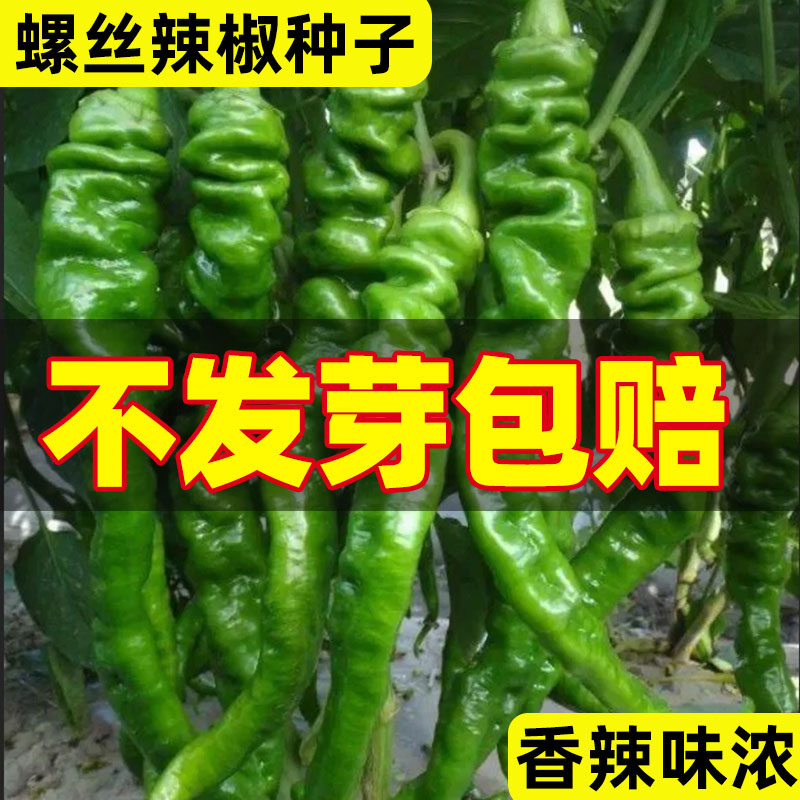 螺丝辣椒种籽特大薄皮辣椒种子籽