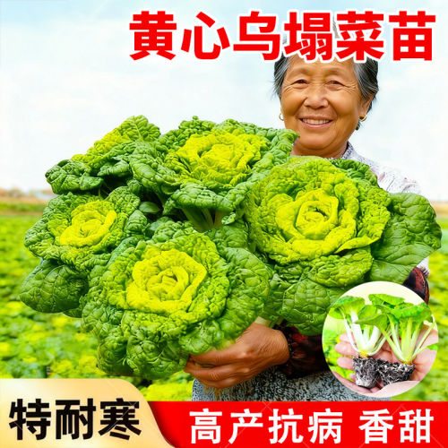黄心乌塌菜苗耐寒四季盆栽青菜秧
