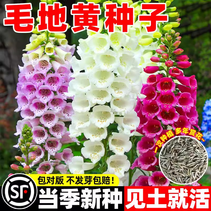 毛地黄花种四季种植开花盆栽花苗庭院阳台观赏花卉多年生易活花籽