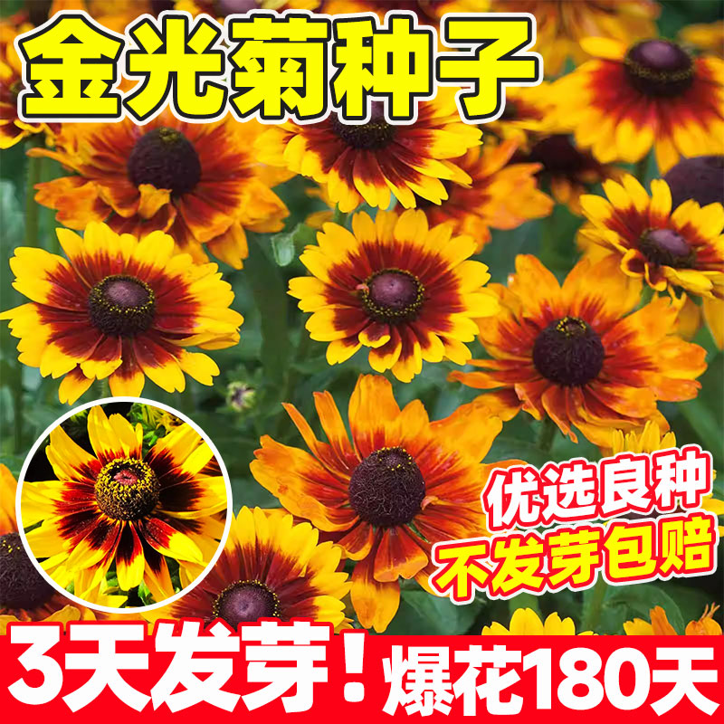 金光菊种子阳台庭院室外盆图片