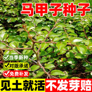 马甲子种子马甲子脱壳树种籽子铁篱笆铜钱树马鞍树棘盘子鸟不站刺