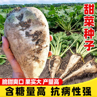 甜菜根种子紫菜头糖量高榨汁四季春夏秋季高产好吃蔬菜水果种子籽