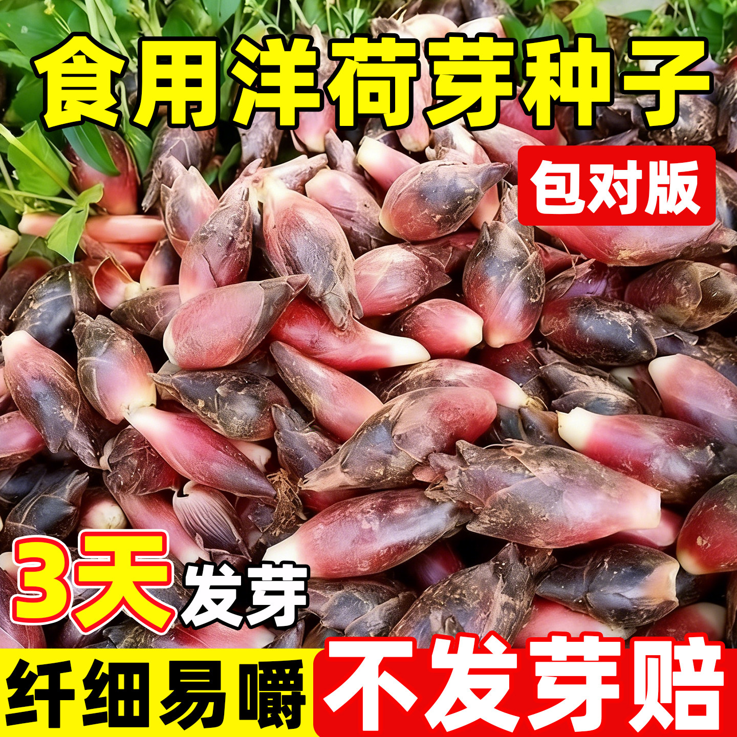 正品食用洋荷芽种子阳菏新鲜洋荷笋洋霍阳合姜洋火蘘荷洋河野菜