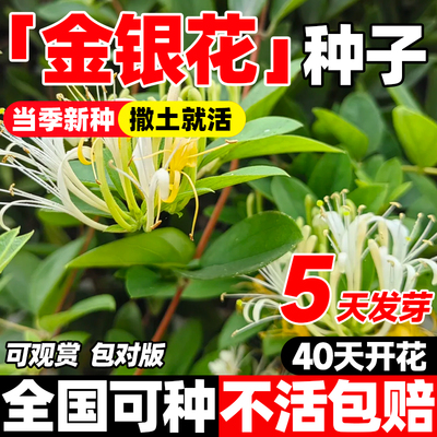 金银花种子金银花种籽药材爬藤