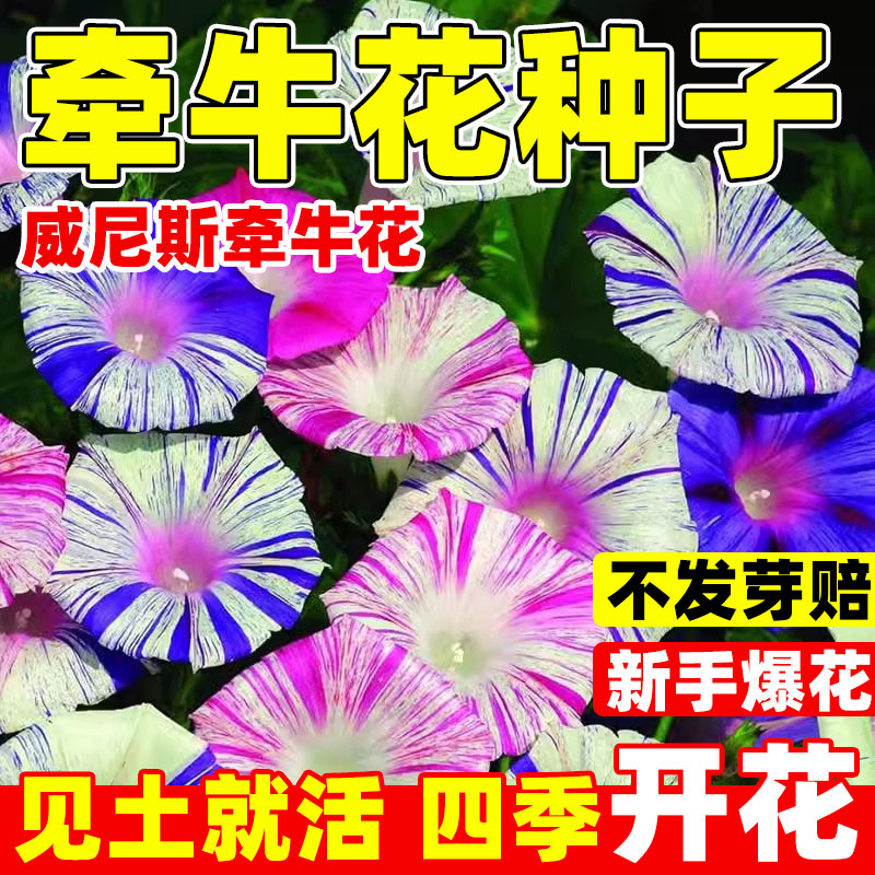 威尼斯牵牛花种子爬藤喇叭花