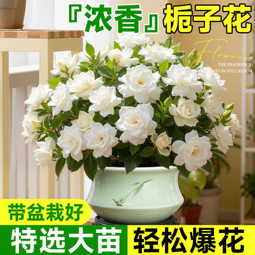 栀子花盆栽四季开花卉带花苞浓