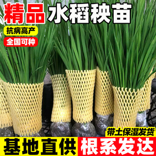 水稻秧苗适合学校学生插秧体验农家乐农场种植乐趣带土杂交水稻苗