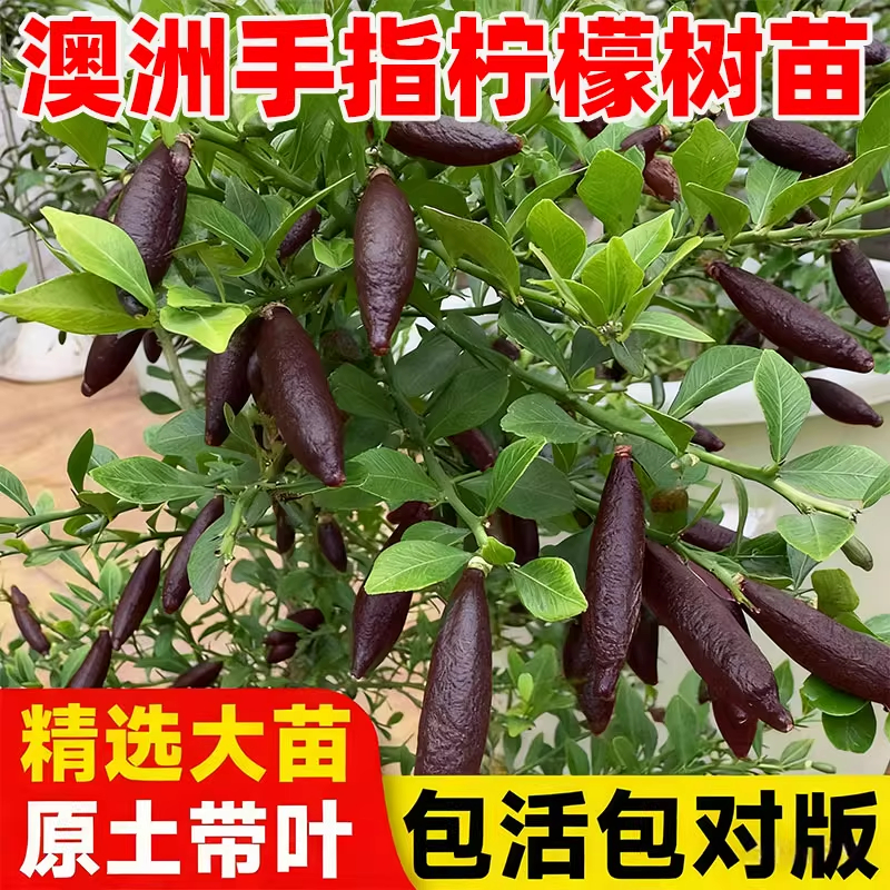 澳洲手指柠檬树苗室内外植物