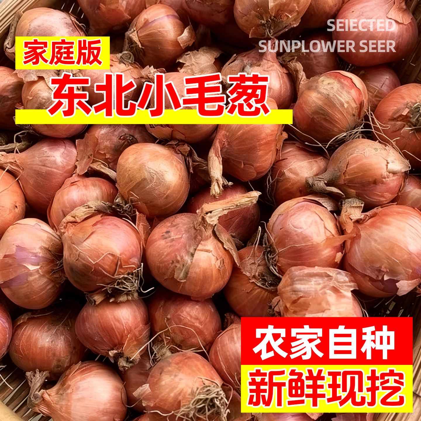 东北毛葱头农家特产小洋葱头迷你圆红葱头可吃可种高产阳台盆栽种